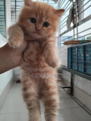 1-3 Months Female Purebred Persian