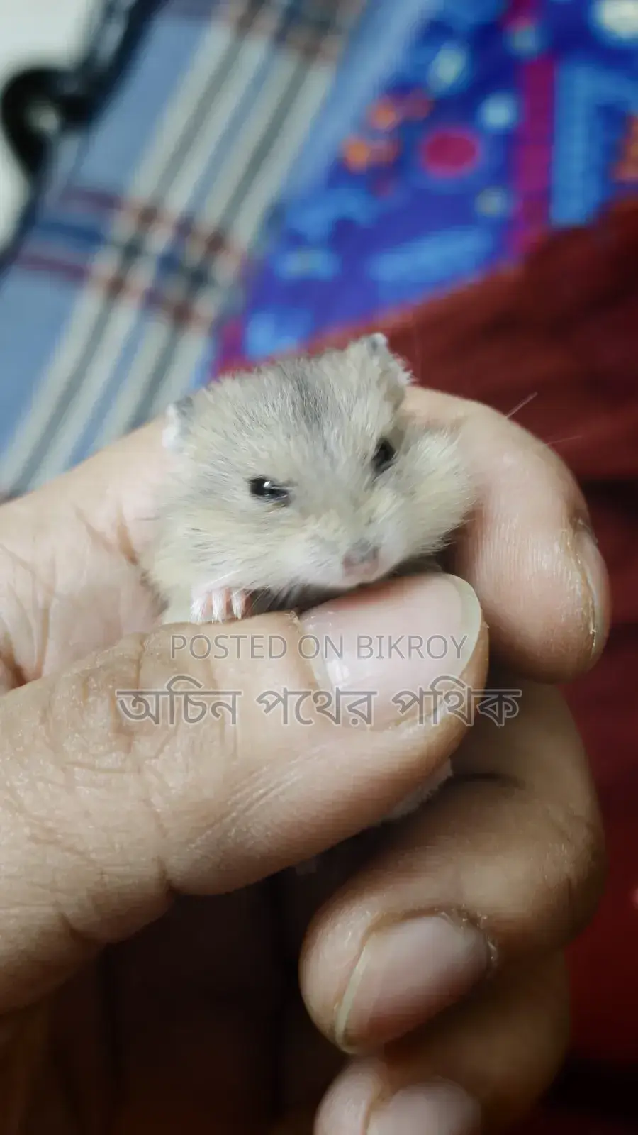ডোয়ার্ফ হ্যামস্টার