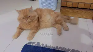 1+ Year Male Purebred Persian