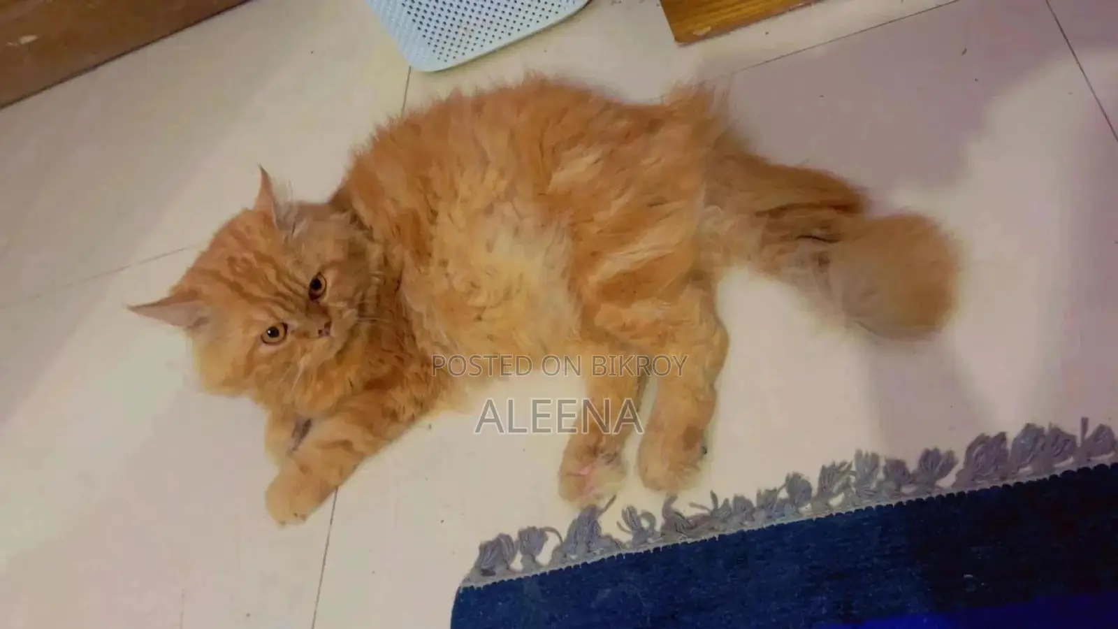 1+ Year Male Purebred Persian