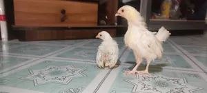 3 Bantam Chicken Chicks