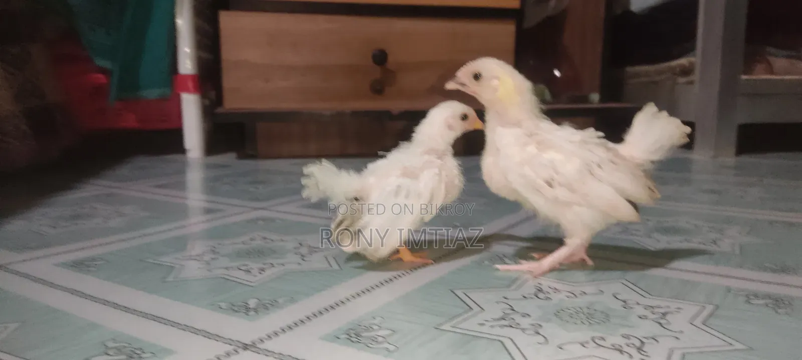 3 Bantam Chicken Chicks