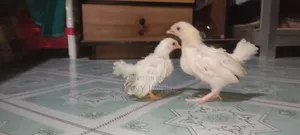 3 Bantam Chicken Chicks
