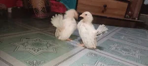 3 Bantam Chicken Chicks