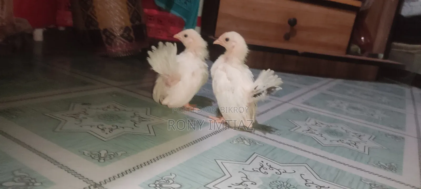 3 Bantam Chicken Chicks