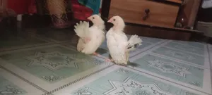3 Bantam Chicken Chicks