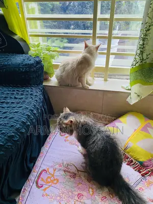 ১+ বছরের খাঁটি পার্সিয়ান বিড়াল