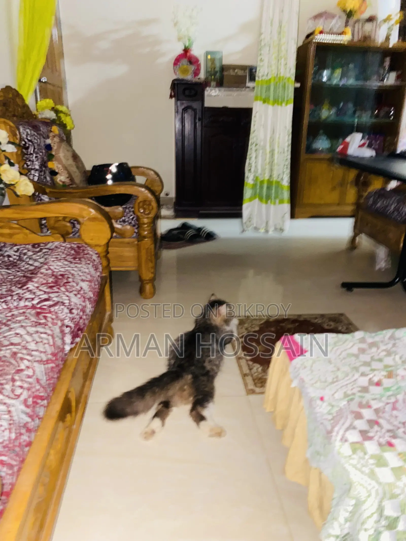 ১+ বছরের খাঁটি পার্সিয়ান বিড়াল