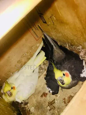 Cocktail Lutino Female for Sale