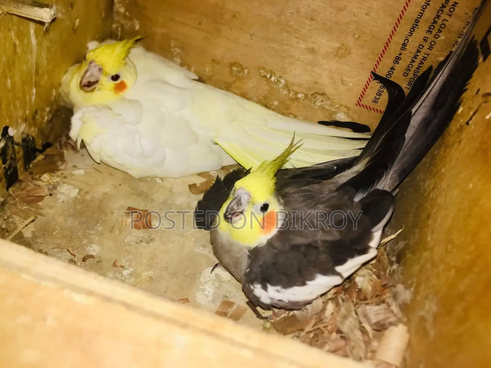 Cocktail Lutino Female for Sale