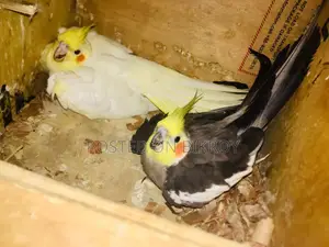 Cocktail Lutino Female for Sale