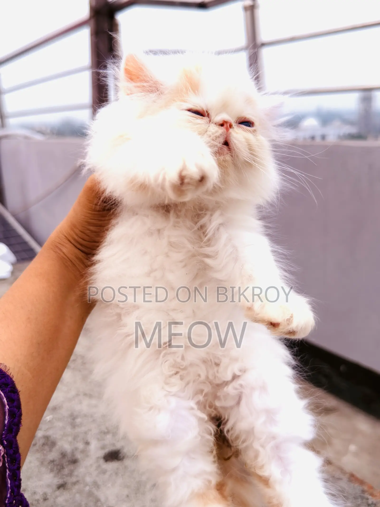 0-1 Month Male Purebred Exotic