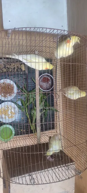 Cockatiel Bird Family