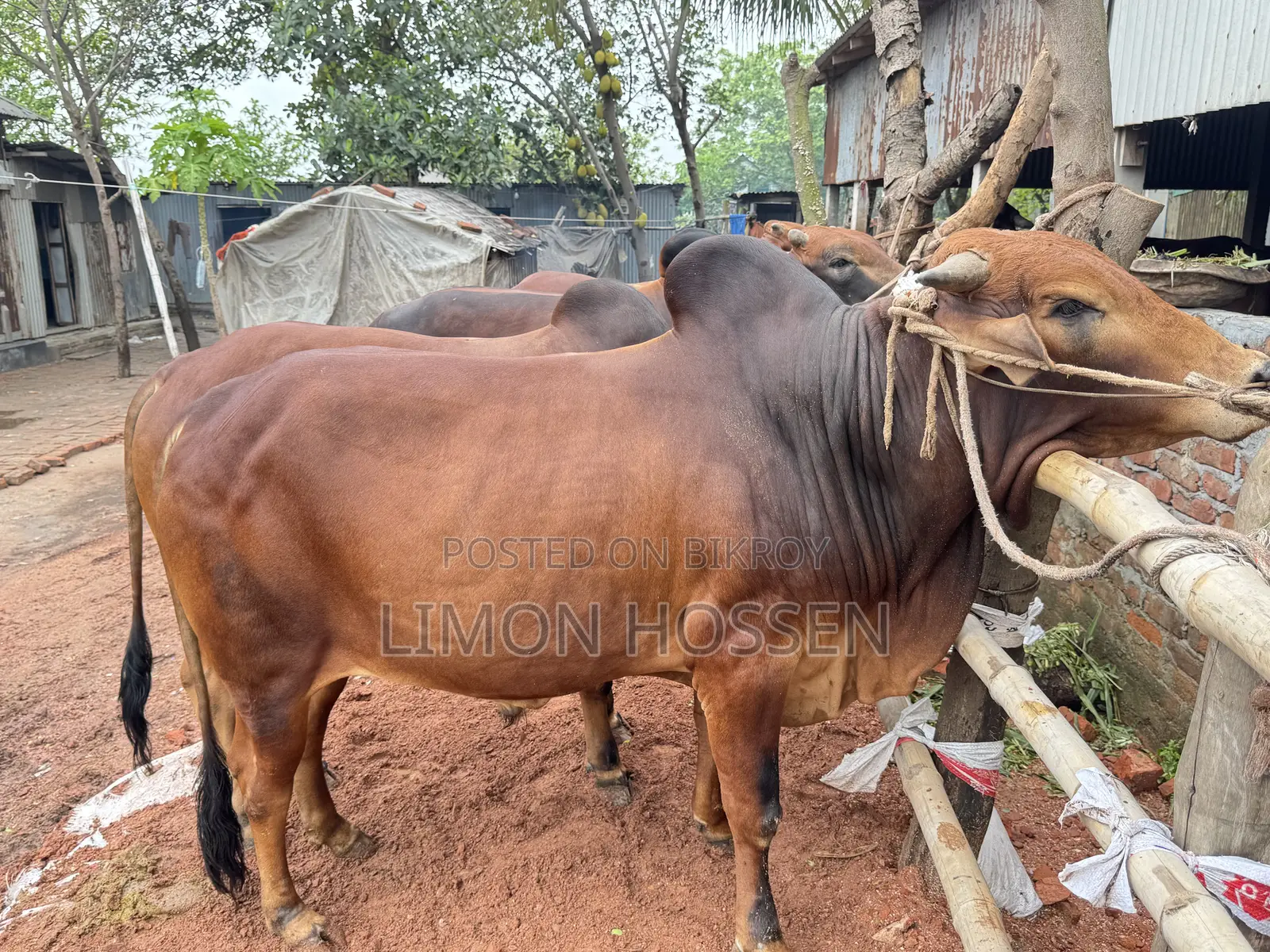 Powerful and Healthy Qurbani Cow – You Will Love It at First Sight
