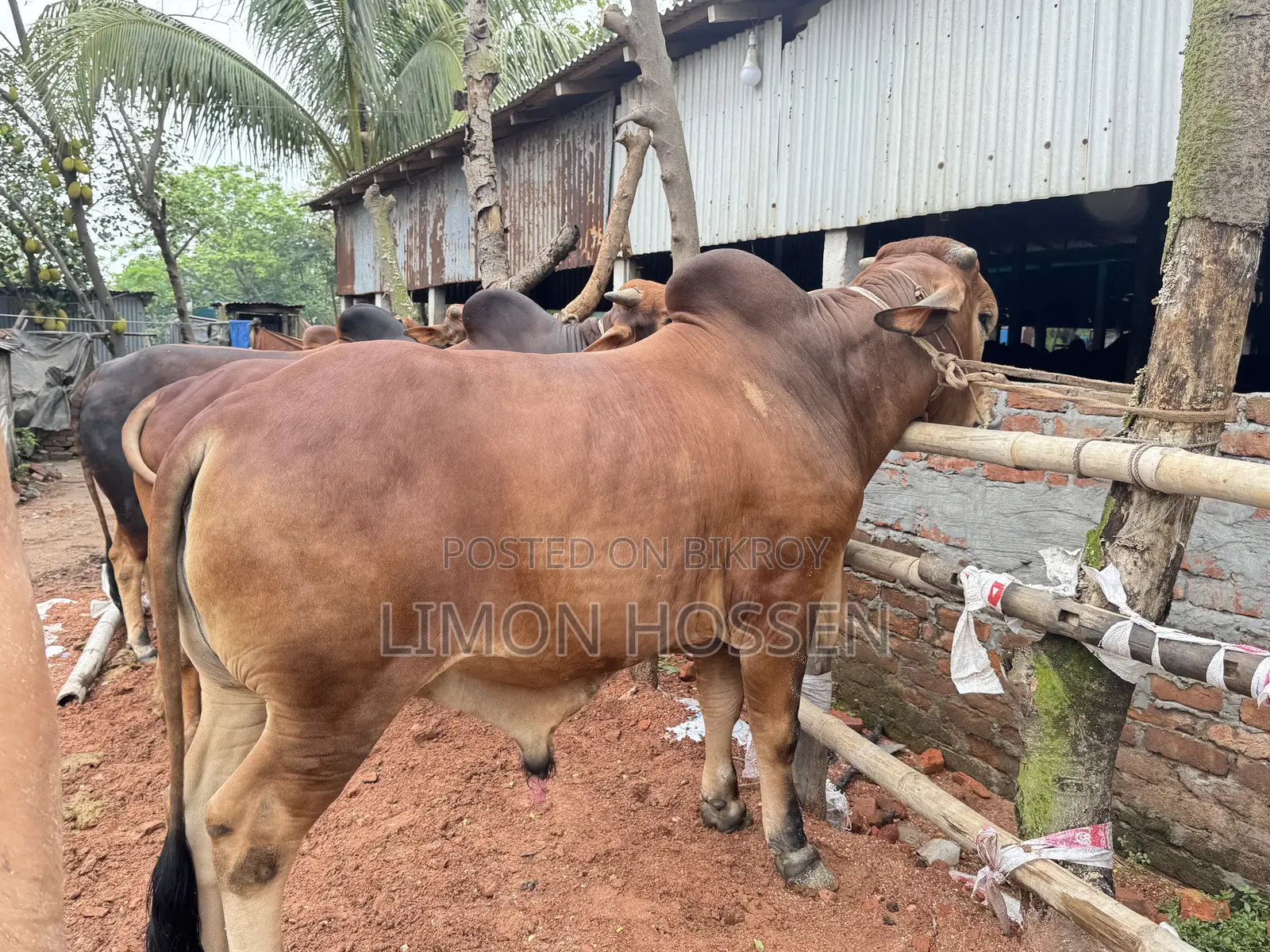 Powerful and Healthy Qurbani Cow – You Will Love It at First Sight