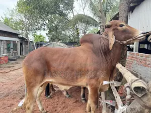 Powerful and Healthy Qurbani Cow – You Will Love It at First Sight