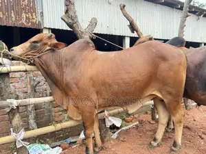 Powerful and Healthy Qurbani Cow – You Will Love It at First Sight