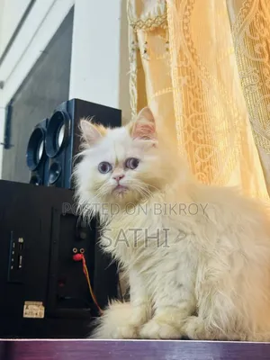 6-12 Months Male Mixed Breed Persian