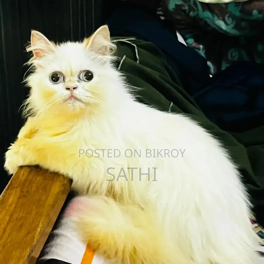 6-12 Months Male Mixed Breed Persian