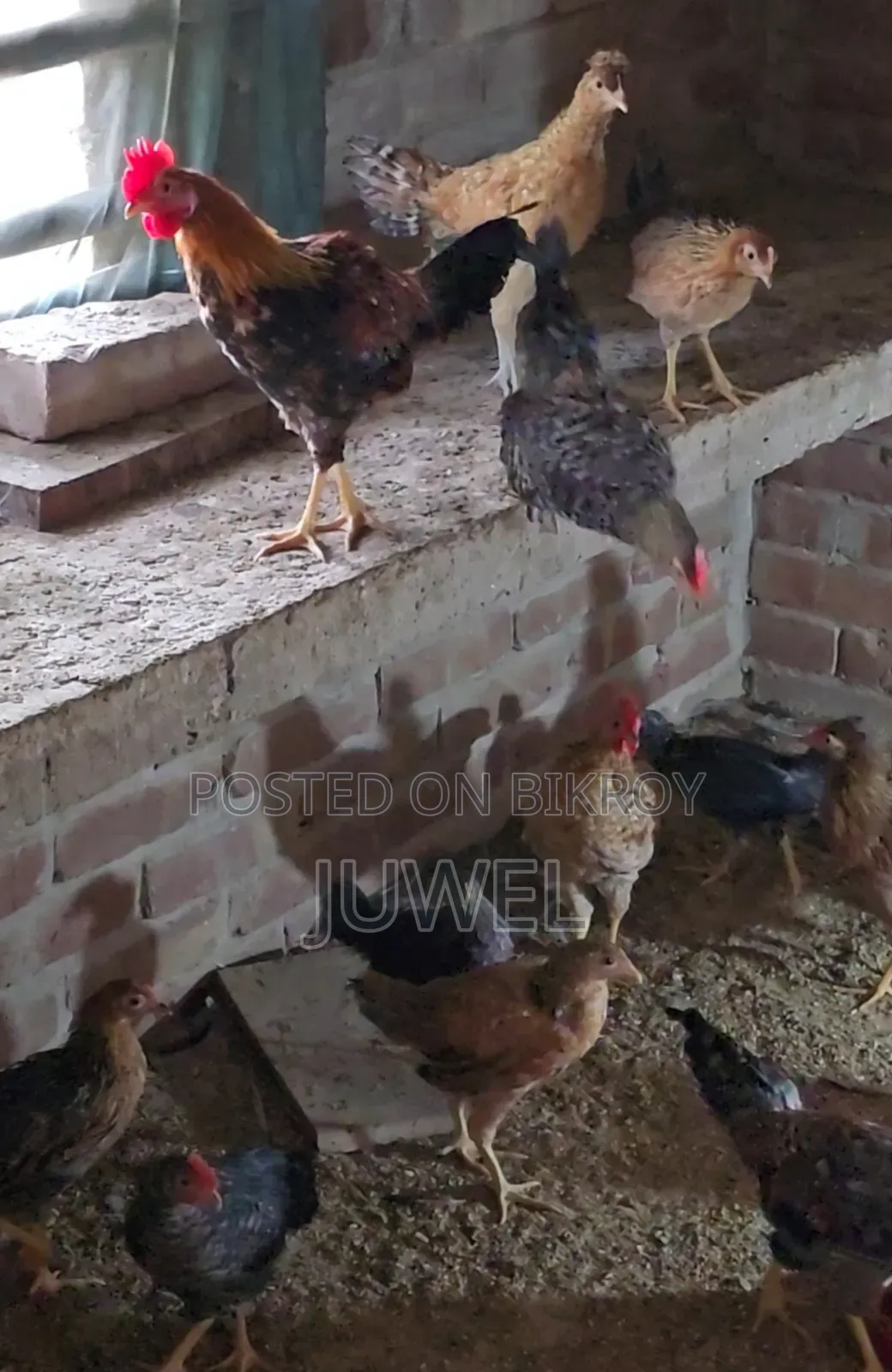 Deshi Rooster for Sale