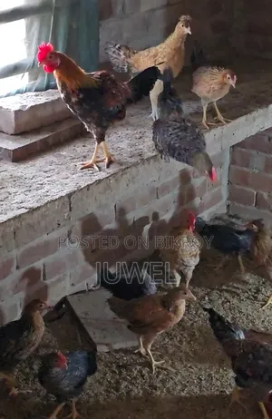 Deshi Rooster for Sale