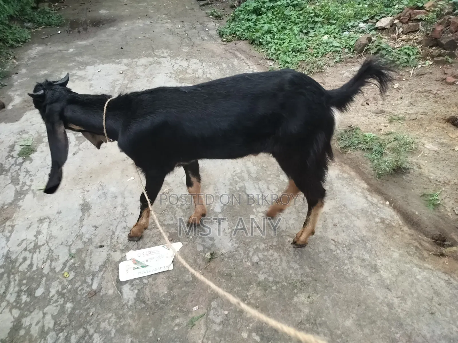 A very high-quality kid (goat)