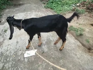 A very high-quality kid (goat)