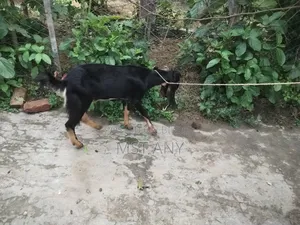 A very high-quality kid (goat)