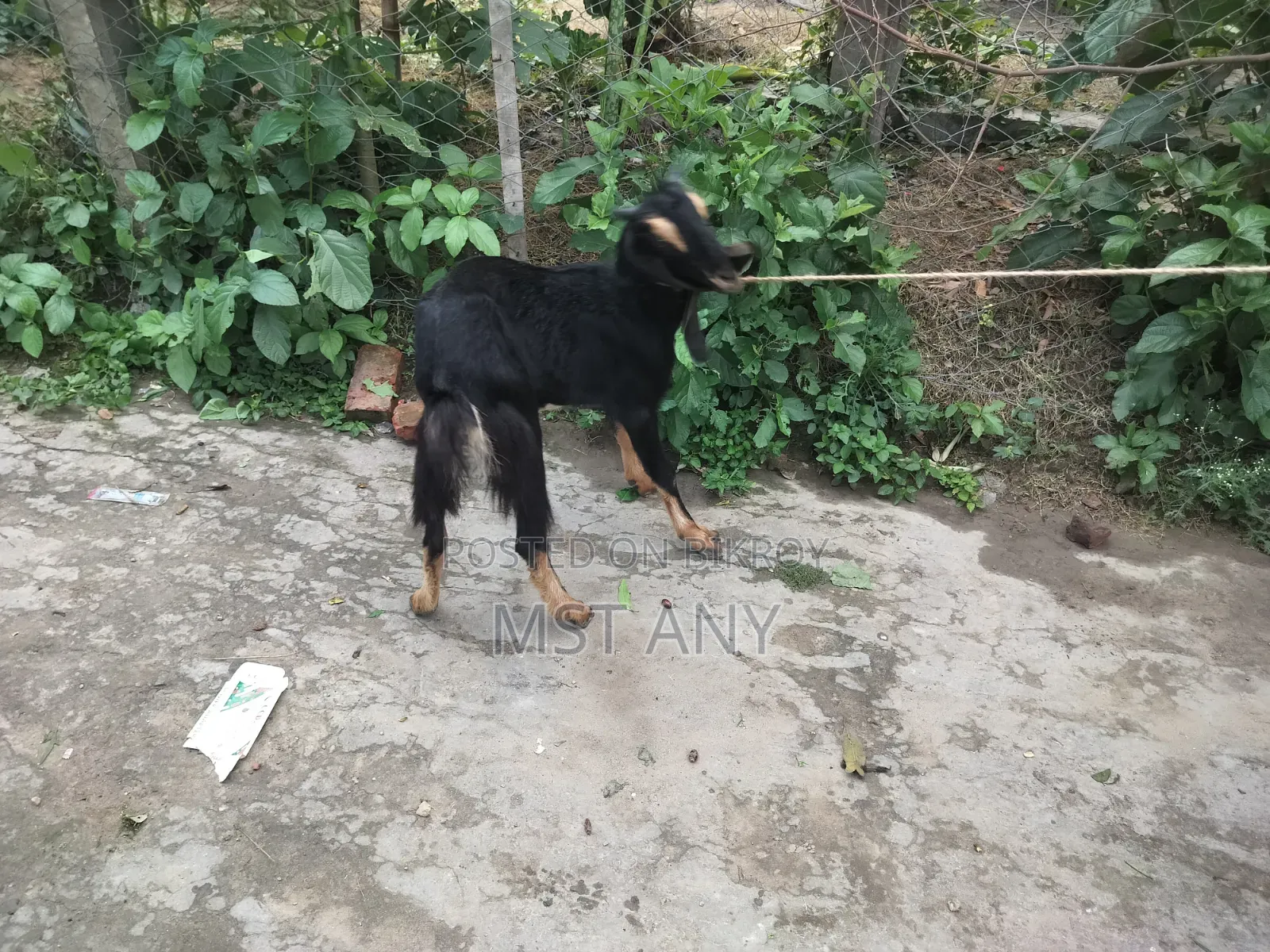 A very high-quality kid (goat)