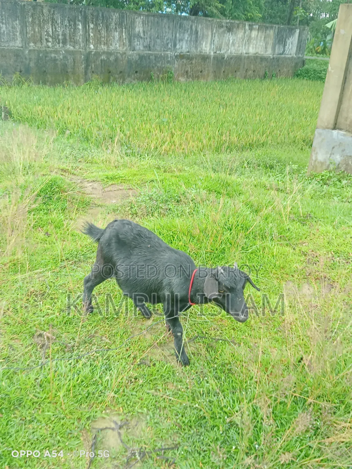 2 Deshi Goats for Sale