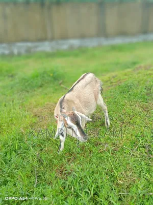 2 Deshi Goats for Sale