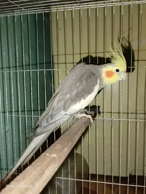 Cocatail Male