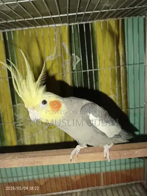 Cocatail Male