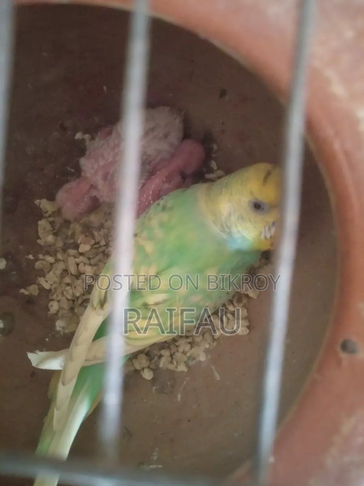 বাজরিগার ফ্যামিলি প্যাকেজ, Buzigar