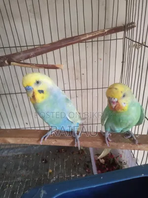 বাজরিগার ফ্যামিলি প্যাকেজ, Buzigar