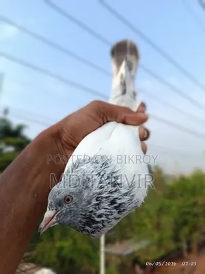 Sob Kobutor Sell Kore Dibo