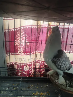 Jhorna Shirazi Pigeon (Male)