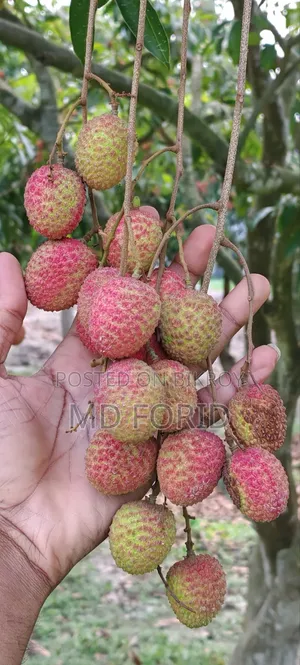 মোজাফফর দেশী লিচু