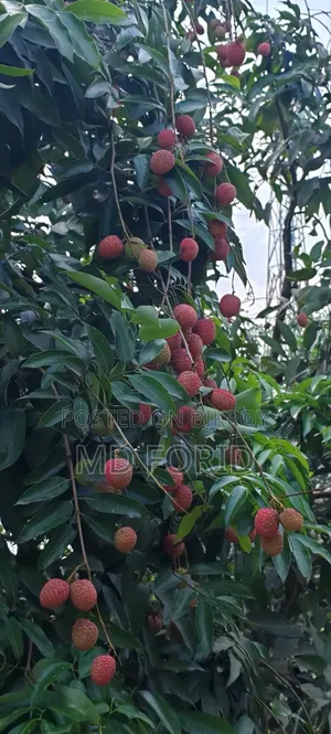 মোজাফফর দেশী লিচু