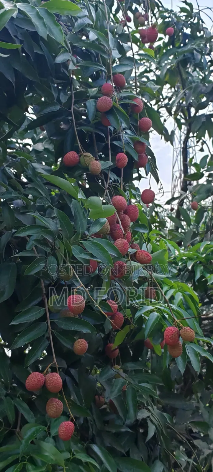 মোজাফফর দেশী লিচু