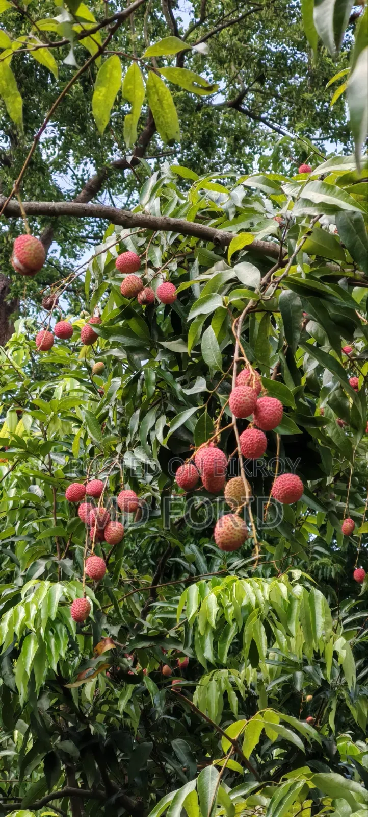 মোজাফফর দেশী লিচু