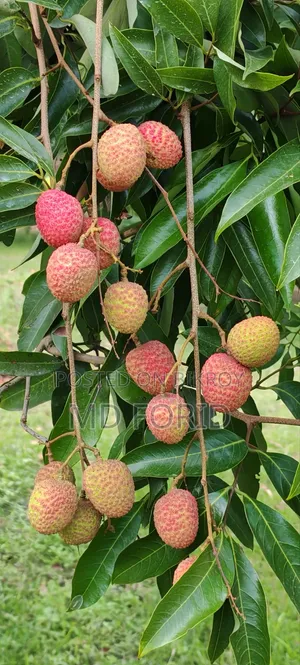 মোজাফফর দেশী লিচু