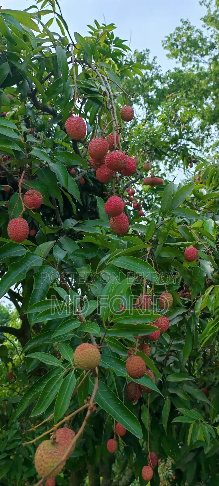 মোজাফফর দেশী লিচু