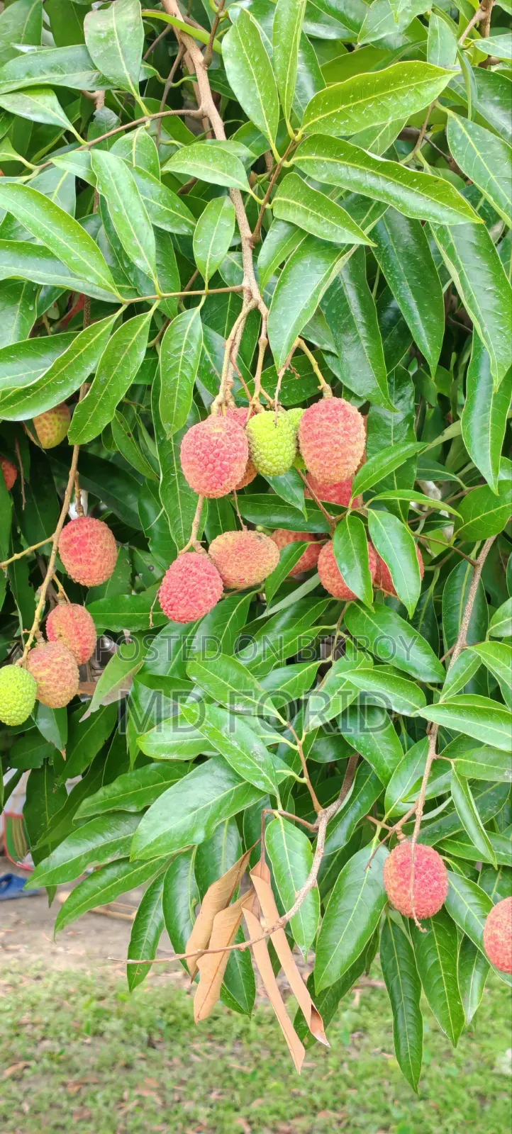 মোজাফফর দেশী লিচু