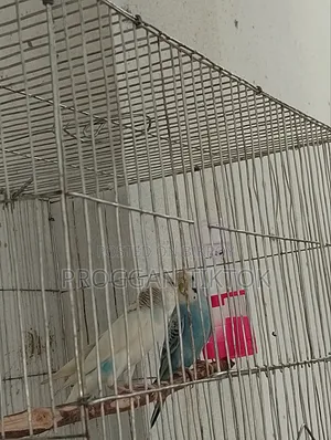 এটি একটি সাধারণ ছেলে ও মেয়ে পাখি।