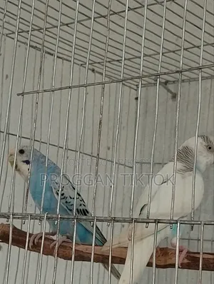এটি একটি সাধারণ ছেলে ও মেয়ে পাখি।