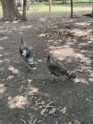 মুরগি ২ টি