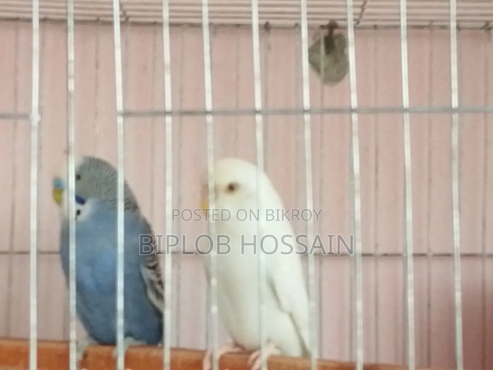 সুস্থ সবল বাজিগার পাখি এলবিনো আর ক্লাসিক ফুল এডাল্ট
