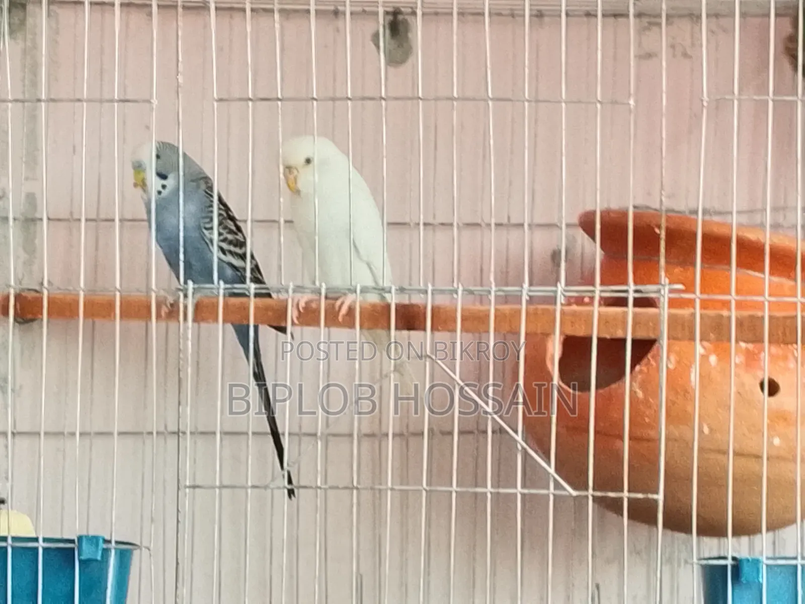 সুস্থ সবল বাজিগার পাখি এলবিনো আর ক্লাসিক ফুল এডাল্ট