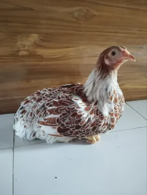 ওয়াইন্ডট মুরগি